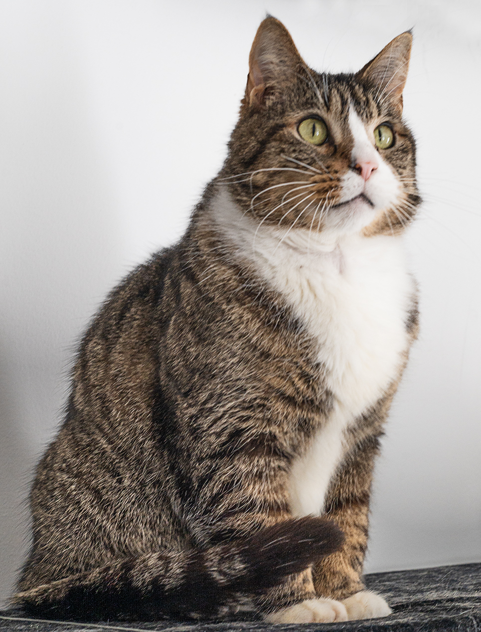 Top Cat Sanctuary cat photo